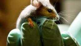 Vedci predĺžili život myší. Dúfajú, že metóda bude fungovať aj u ľudí