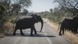 Pätica afrických krajín chce vedieť, koľko slonov žije na ich území. Zapoja aj lietadlá