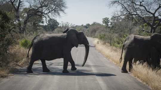 Pätica afrických krajín chce vedieť, koľko slonov žije na ich území. Zapoja aj lietadlá