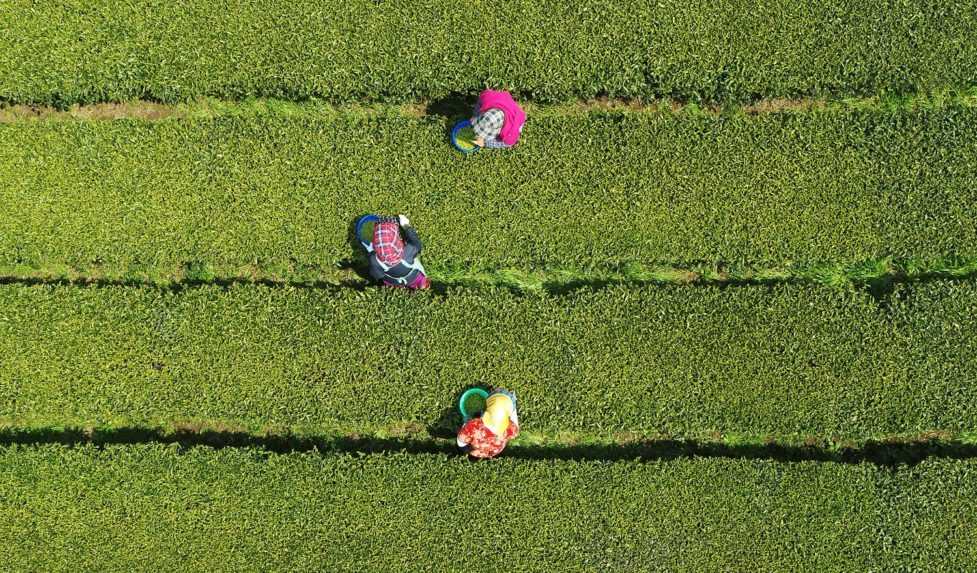 Klimatická zmena ohrozuje pestovanie čaju a milióny pracovných miest v Keni