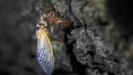 USA sa pripravujú na inváziu najhlučnejšieho hmyzu na svete