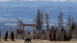 Po Hrebienku sa okrem turistov prechádza aj medvedica, ochranári zvažujú uzáveru