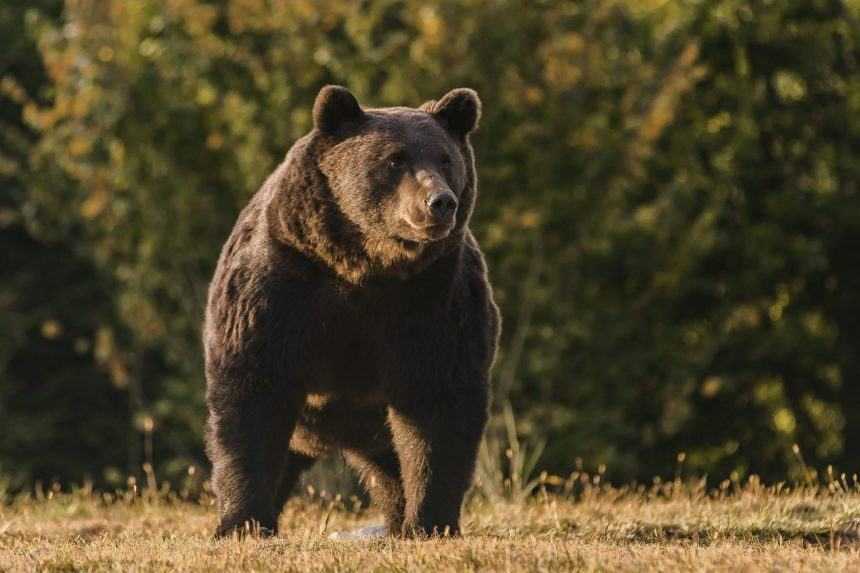 Stretnutie medveďa so záchranárom nemožno považovať za útok