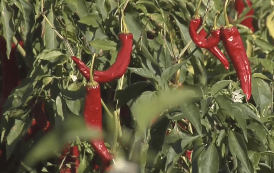 Žitavskej paprike hrozí zánik. Jej pestovateľov je čoraz menej