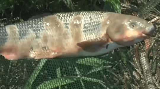 V rieke Poprad našli desiatky uhynutých rýb, zabíja ich masívna pleseň