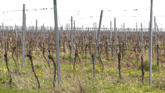 V Skalici vysadili mestský vinohrad. Pribudlo v ňom viac ako 100 000 sadeníc
