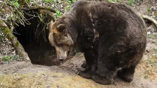 Lesníci predpokladajú, že za smrťou muža na Liptove bol medveď