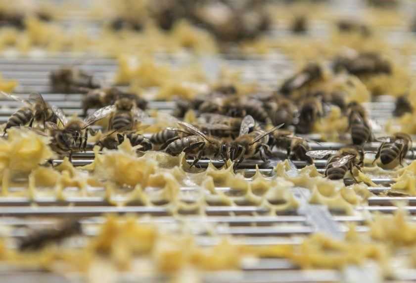 V Devíne vypukol mor včelieho plodu, ohroziť môže aj chovateľov v okolí
