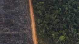 Brazília amazonský prales