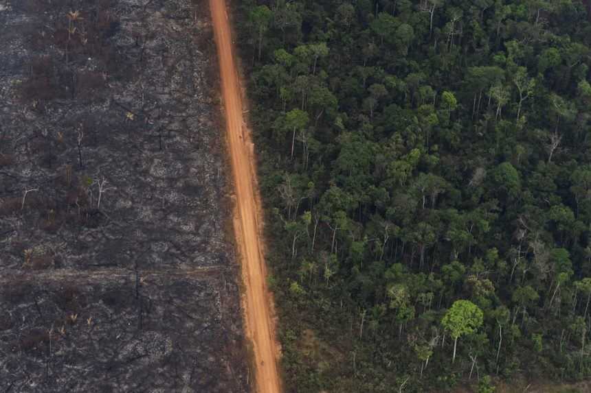 Do amazonského pralesa mieri armáda, má zabrániť odlesňovaniu