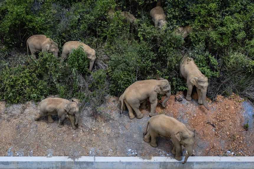 Čínou sa potuluje stádo slonov a poškodzuje dediny, polia aj domy