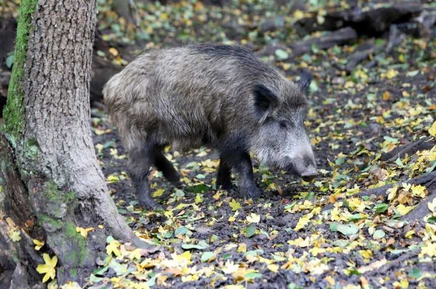 Na Devínskej Kobyle v Bratislave bude v stredu kolektívna poľovačka na diviaky