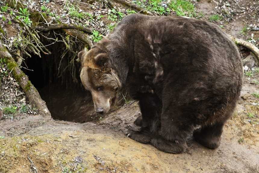 Ktorý medveď zabíjal, sa už nedozvieme. Vzorky DNA odobrali neodborne
