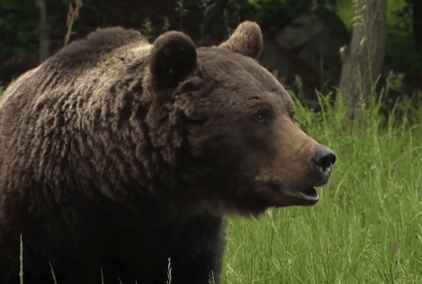 Zásahový tím v Turci odstránil dva problémové medvede
