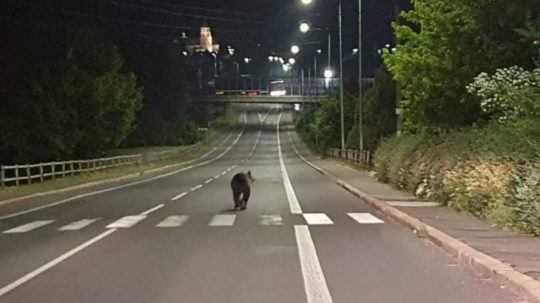 Medveď na ceste v meste.