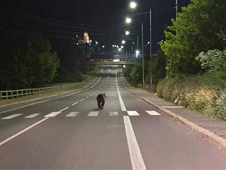 Medveď sa v noci prechádzal ulicami Žiaru nad Hronom, nikoho neohrozil