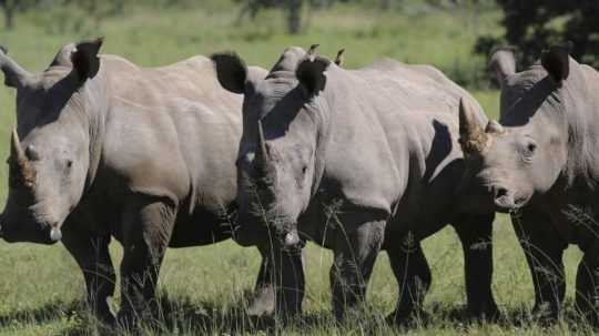 Juhoafrická republika testuje rádioaktívne rohy nosorožcov, aby odradila pytliakov