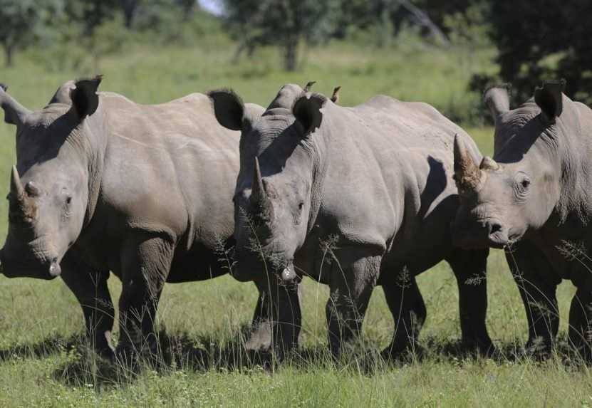Juhoafrická republika testuje rádioaktívne rohy nosorožcov, aby odradila pytliakov