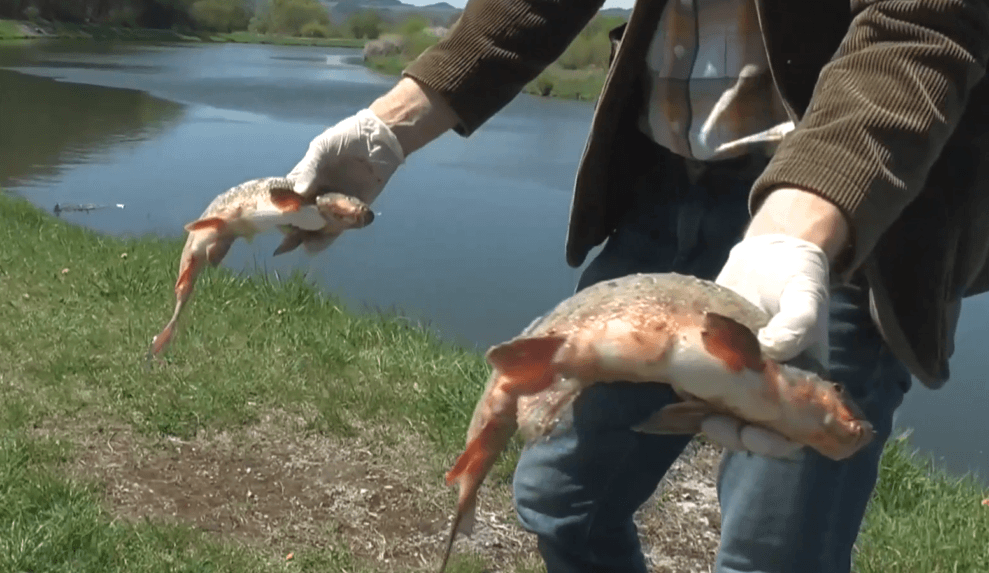 Na rieke Poprad umierali ryby na masívnu pleseň, už je jasnejšie prečo