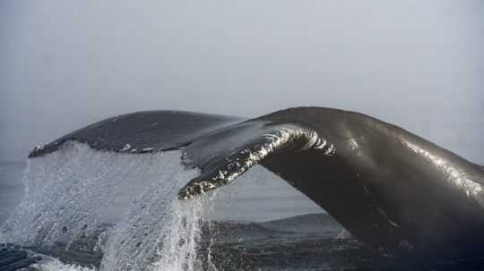 Veľryba-Vráskavec-dlhoplutvý