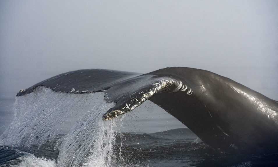 Zastavte „stresujúce a desivé“ testy na veľrybách, vyzývajú vedci Nórsko