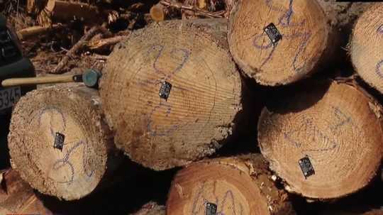 Zo Slovenska sa ročne načierno vyvezie milión kubických metrov dreva