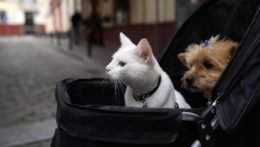 Pes a mačka v kočíku