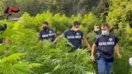Talianska polícia objavila v Pompejách rozsiahlu marihuanovú plantáž