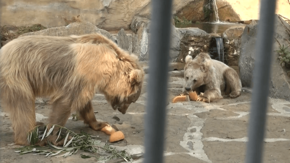Spišská zoo má nový medvedí pár, verejnosť ho uvidela po dňoch zvykania si prvýkrát