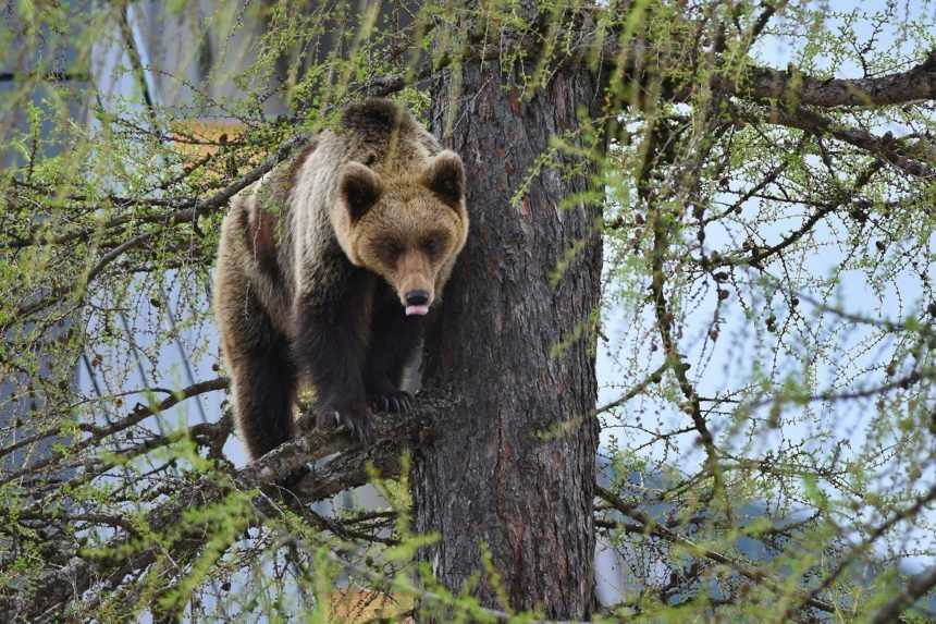 Podpoľanci chcú, aby štát požiadal EÚ o výnimku na regulovaný odstrel medveďa