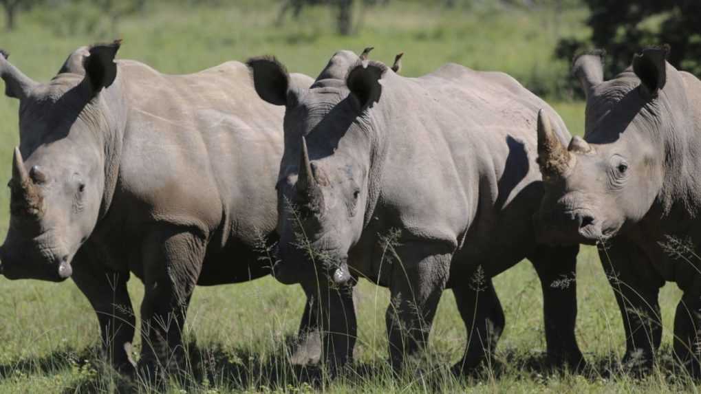 Počet nelegálnych zabití slonov a nosorožcov v Namíbii výrazne klesol