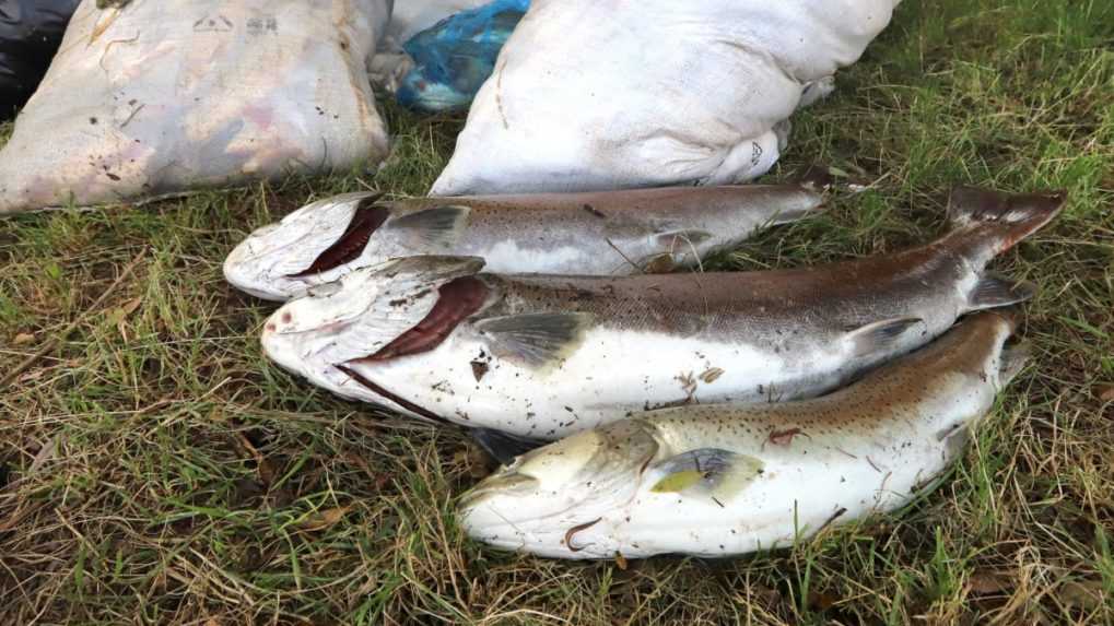 Za hromadný úhyn rýb a znečistenie Hrona hrozí pôvodcovi vysoká pokuta