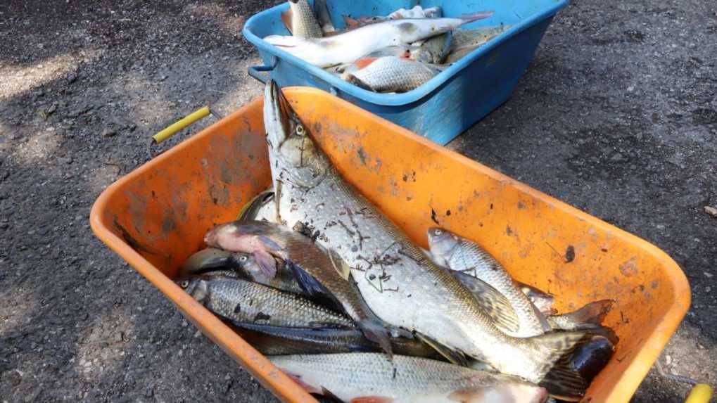V rieke Hron uhynulo rekordné množstvo rýb, vodu znečistila výroba bioplynu