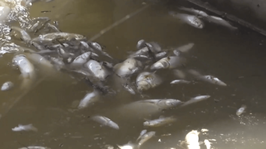 Úhyn rýb v rieke Hron