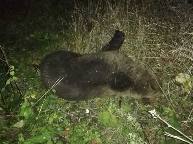 Štátni ochranári riešia dva prípady uhynutých medveďov, zrejme išlo o pytliactvo