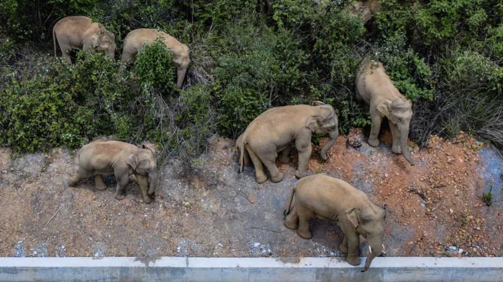 Pre putujúce slony evakuovali v Číne už vyše 150 000 ľudí