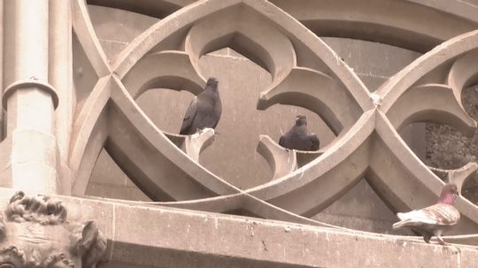 holuby na streche Dómu svätej Alžbety v Košiciach