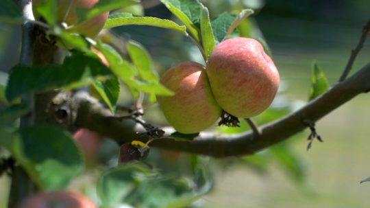 jabĺčka na strome