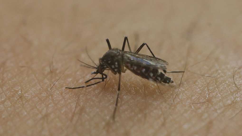 Šíri nebezpečné vírusy. V Nemecku sa množí zákerný druh komára