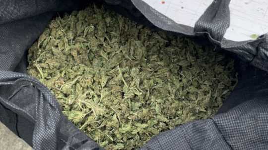 taška plná marihuany