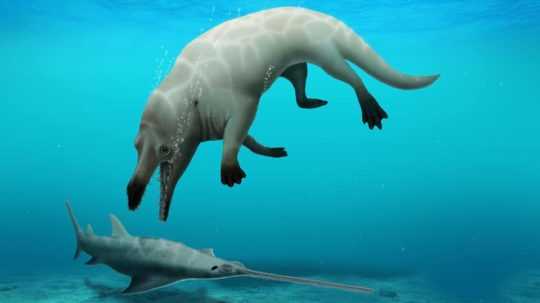 Ilustrácia novoobjaveného štvornohého predchodcu veľryby.