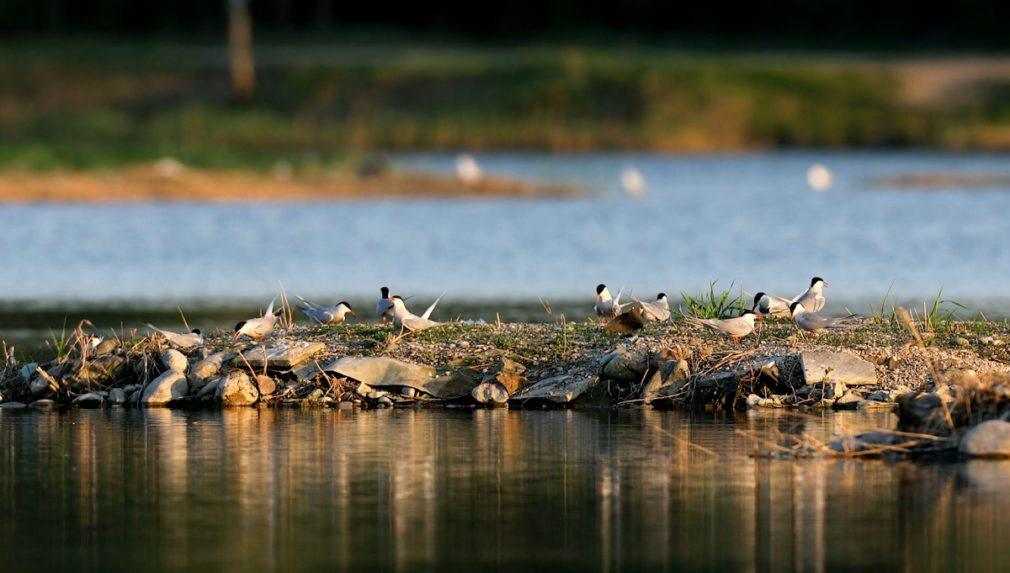 Oravský Vtáčí ostrov opustili tisícky mláďat. Teraz ho pripravujú na novú sezónu