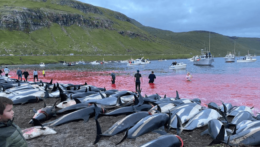 Zabité delfíny na Faerských ostrovoch