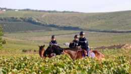 policajti na koňoch zasahujú vo vinici