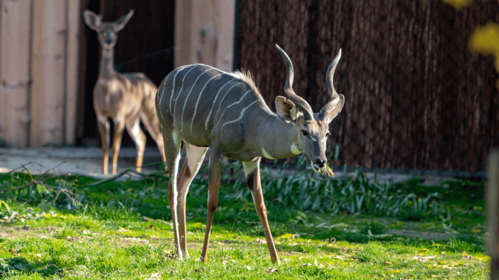 Bratislavská zoo má nový prírastok, dvojicu extrémne plachých antilop