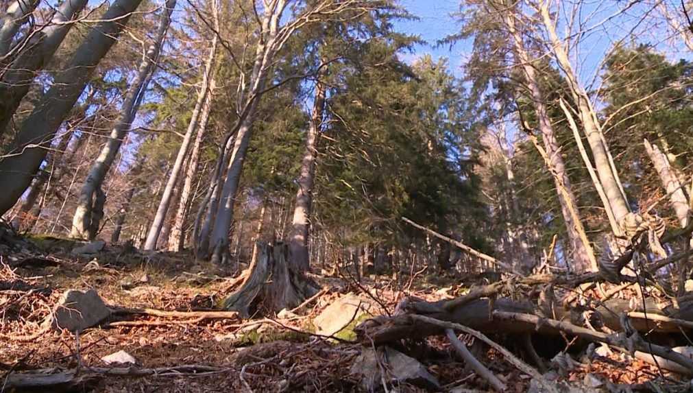 Od decembra budú slovenské pralesy prísne chránené