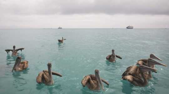 pelikány na Galapágoch.