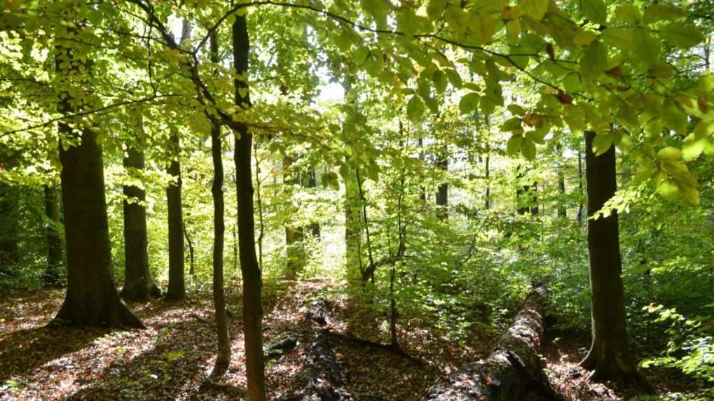 V krajine vznikne prírodná rezervácia Pralesy Slovenska