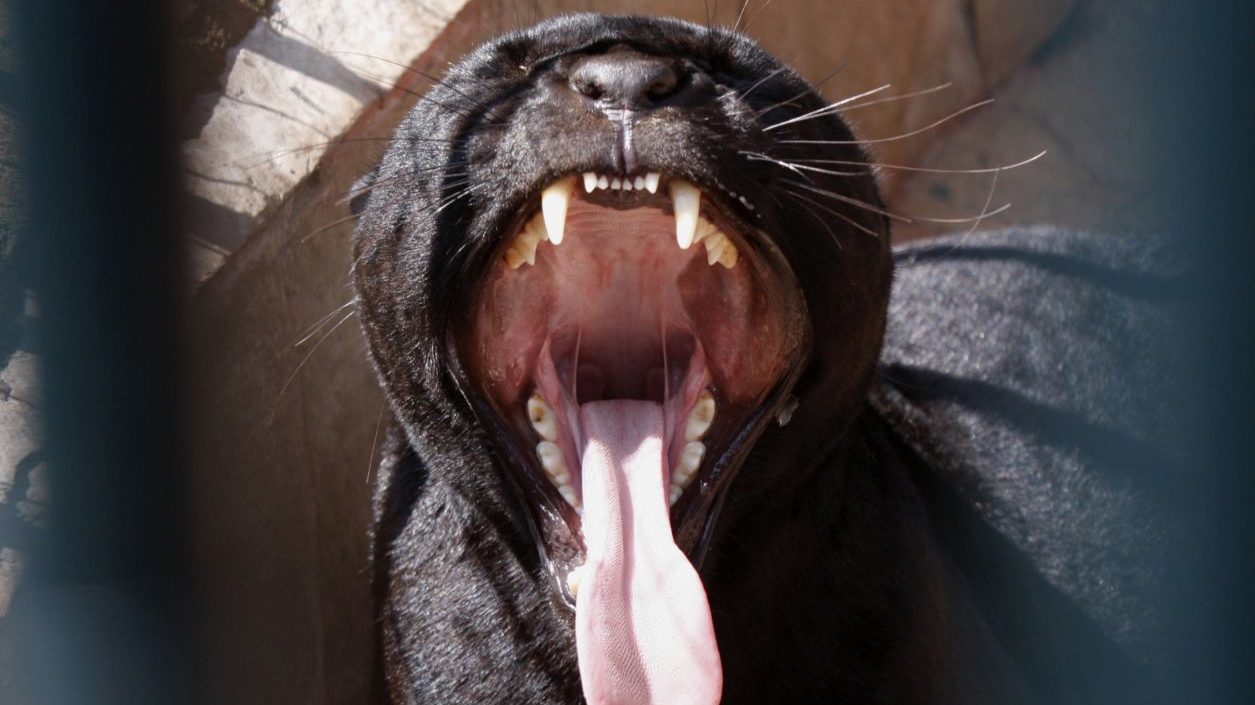 Пасть разбор. Пасть пантеры. Пантера зубы. Пантера с языком. Рот пантеры.