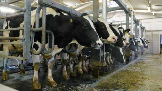 dojnice - kravy na mlieko